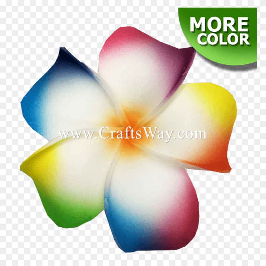 Plumeria Flower Transparent Png Cli