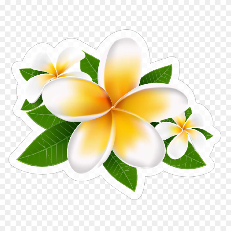 Plumeria Flower Transparent Png Cli