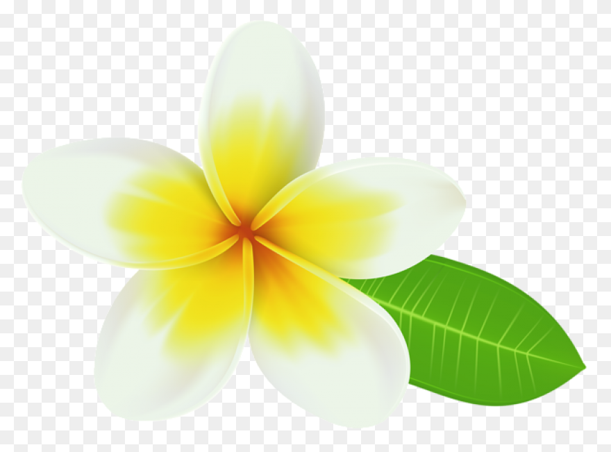 Plumeria Flower Transparent Png Cli