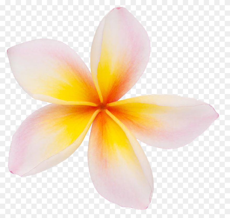 Plumeria Flower Transparent Png Cli