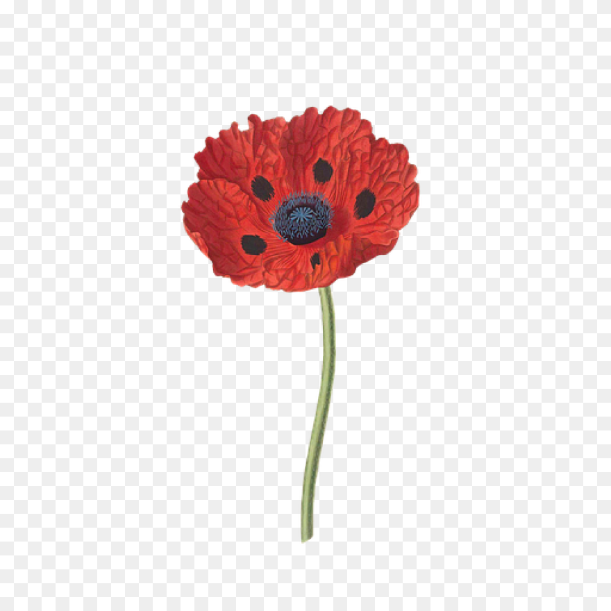 Poppy Clipart Red Poppy - Memorial 