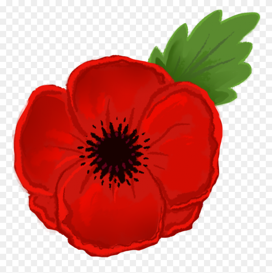 Poppy Clipart Red Poppy - Memorial 