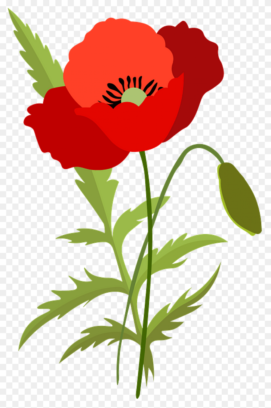 Poppy Clipart Red Poppy - Memorial 