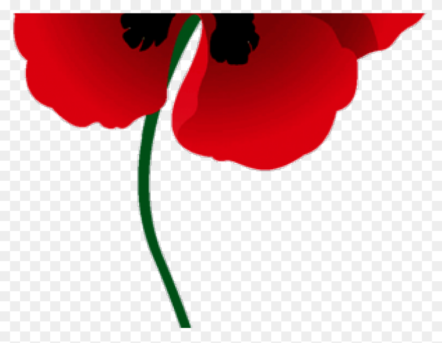 Poppy Clipart Red Poppy Memorial - Poppy