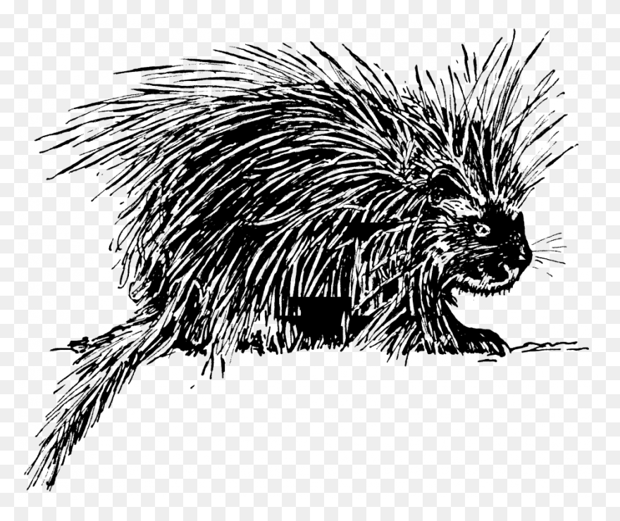 Animal, Cute, Face, Head, Porcupine