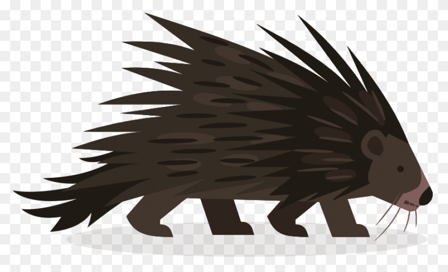 Animal, Cute, Face, Head, Porcupine