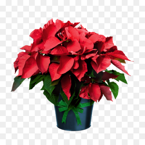 Poinsettia Clip Art | Christmas Car