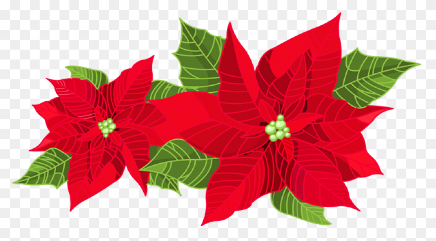 Poinsettia Clipart | Christmas Card - Poinsettia