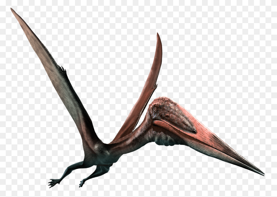 Pterodactyl Clipart - Clipart Sugge