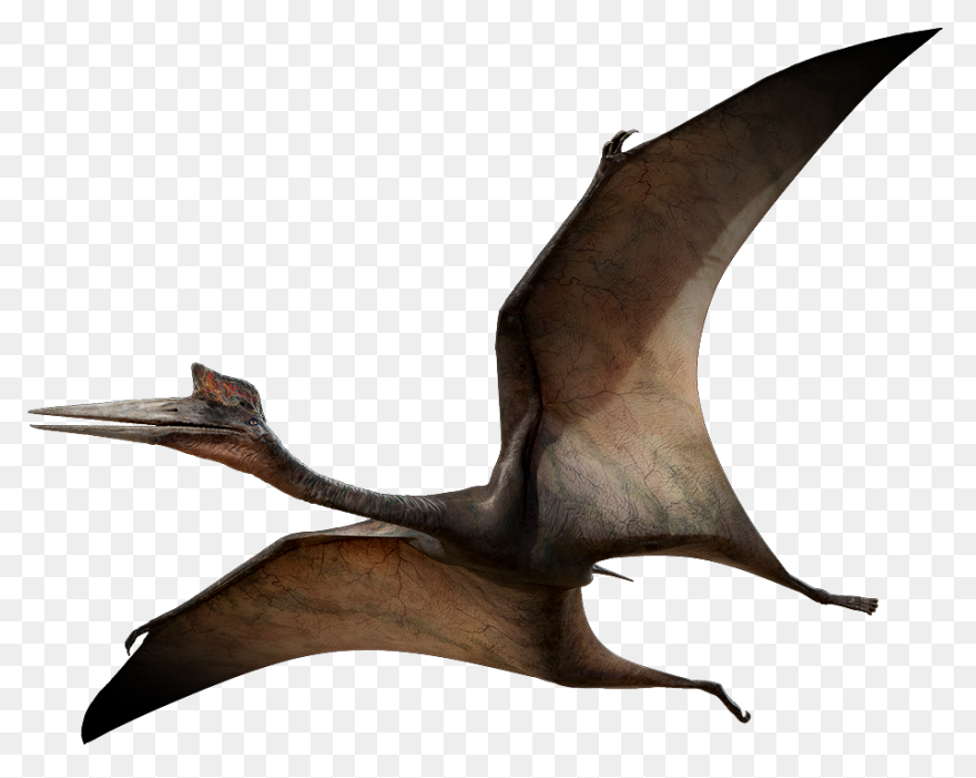 Pterodactyl Clipart - Clipart Sugge