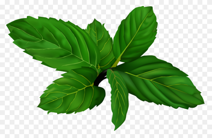 Aryan Peppermint (Pudina) Oil 15Ml 