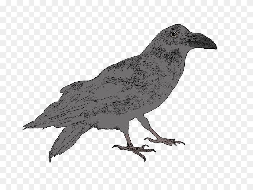 Raven Silhouette Clipart - ClipartF