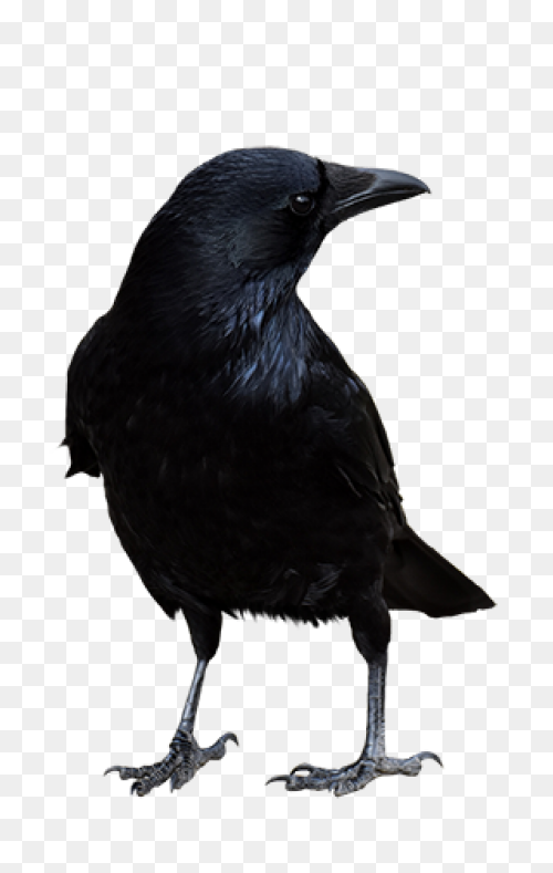 Raven Silhouette Clipart - ClipartF