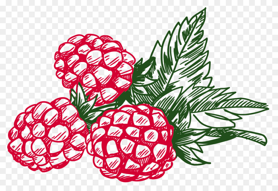 Fruit Drawing Clipart Raspberry, Fr