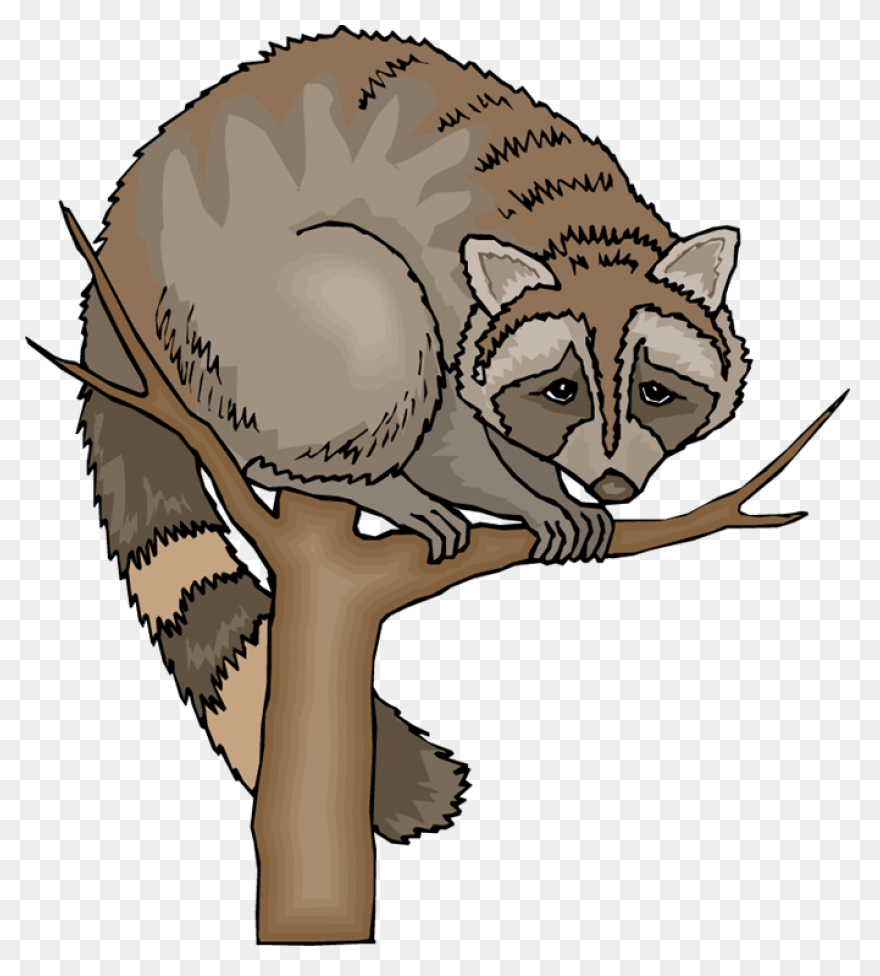 Free Raccoon Clipart 5  - Raccoon