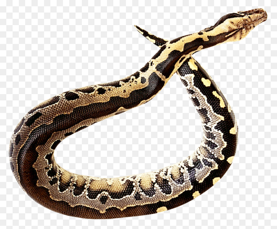 Free Rattlesnake Transparent, Downl