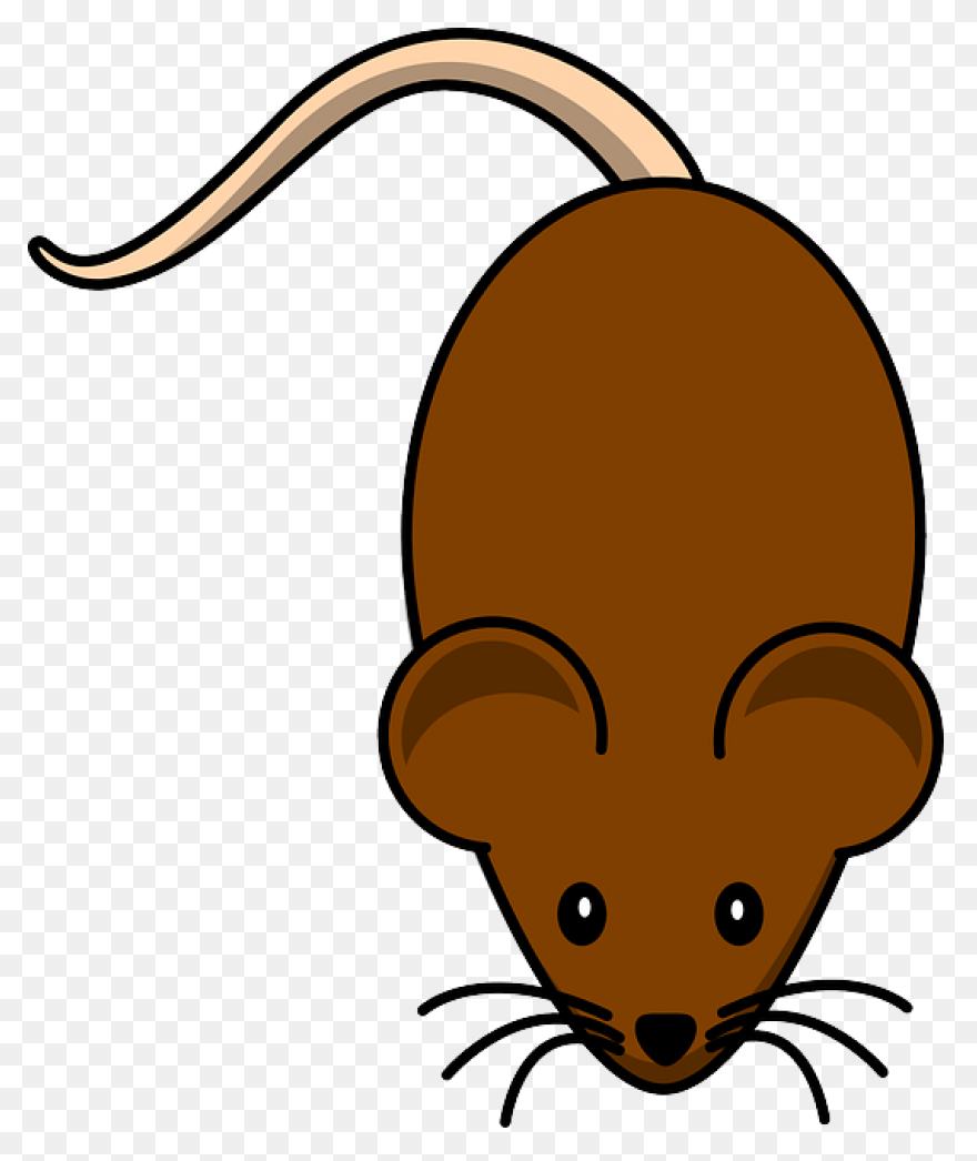 Hello Sailor (Ship Rat Intro. Page)