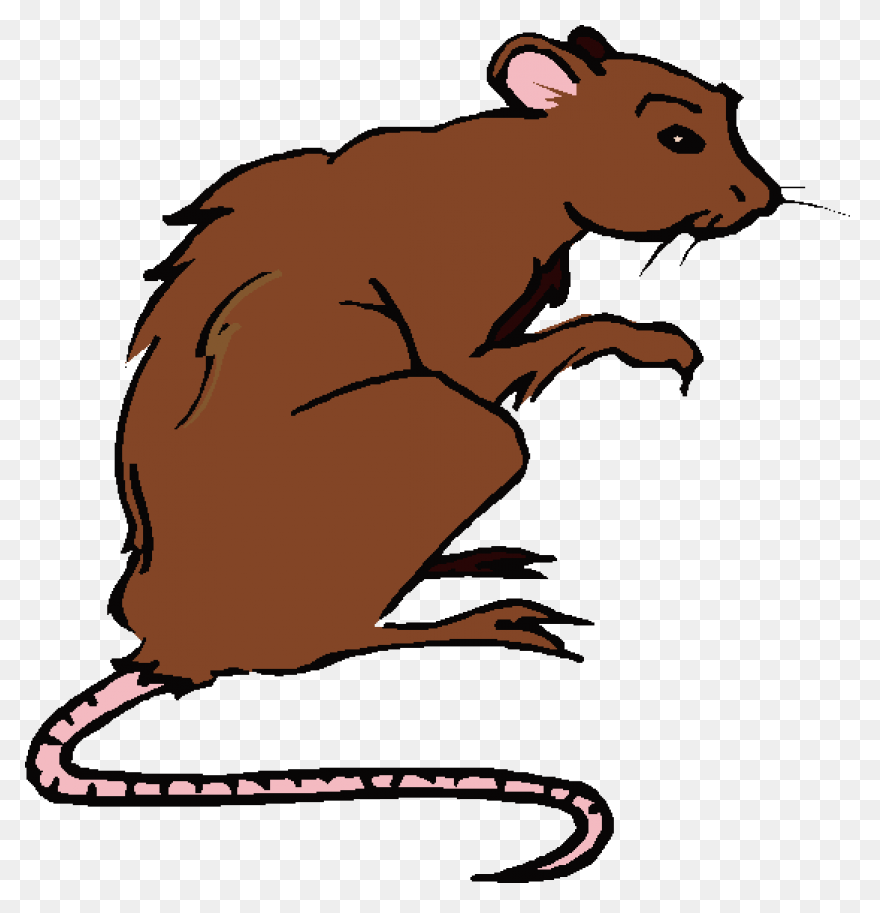 Hello Sailor (Ship Rat Intro. Page)