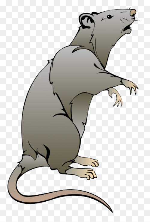 Hello Sailor (Ship Rat Intro. Page)