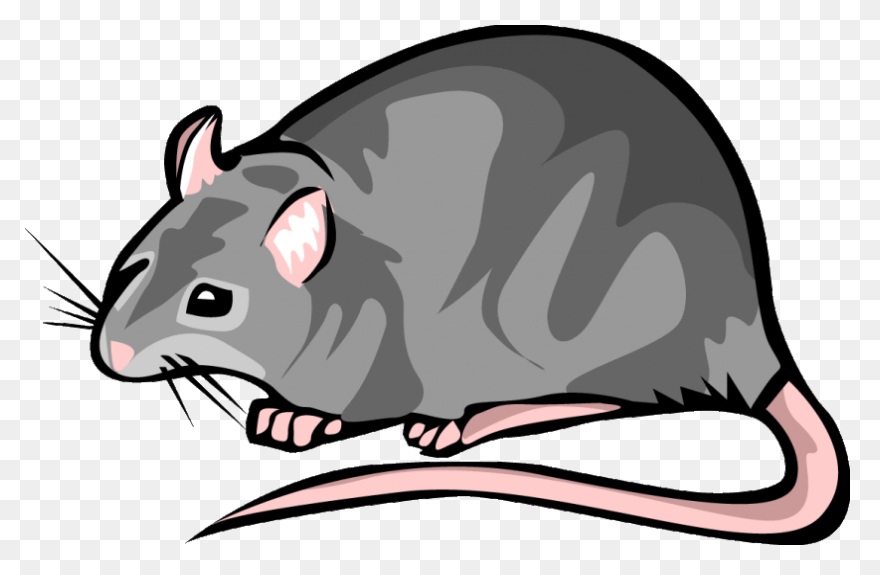 Hello Sailor (Ship Rat Intro. Page)