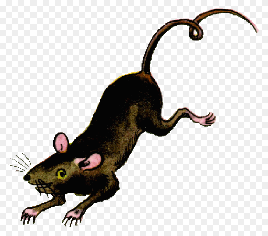 Hello Sailor (Ship Rat Intro. - Rat