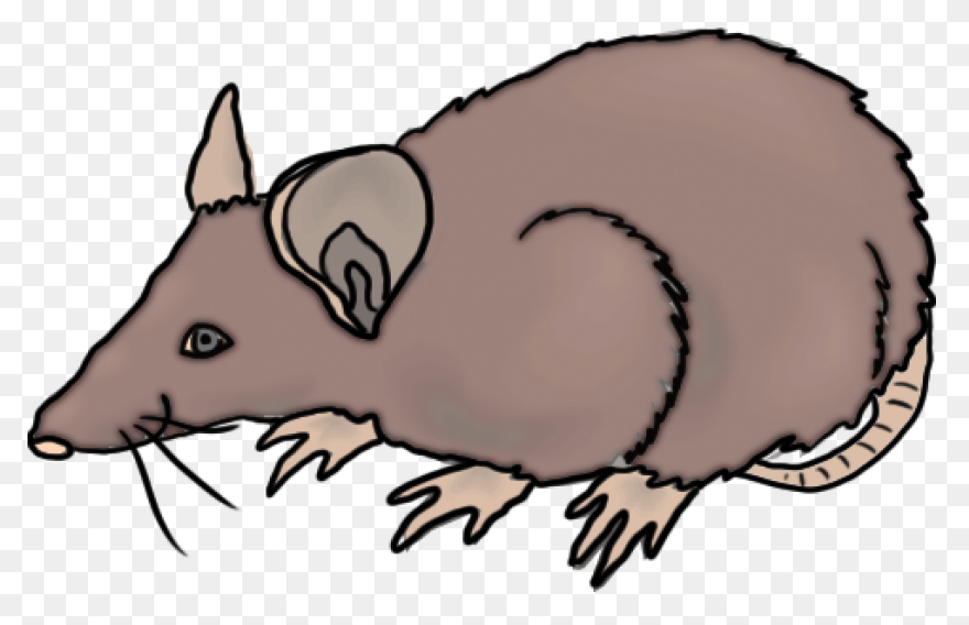 Hello Sailor (Ship Rat Intro. Page)