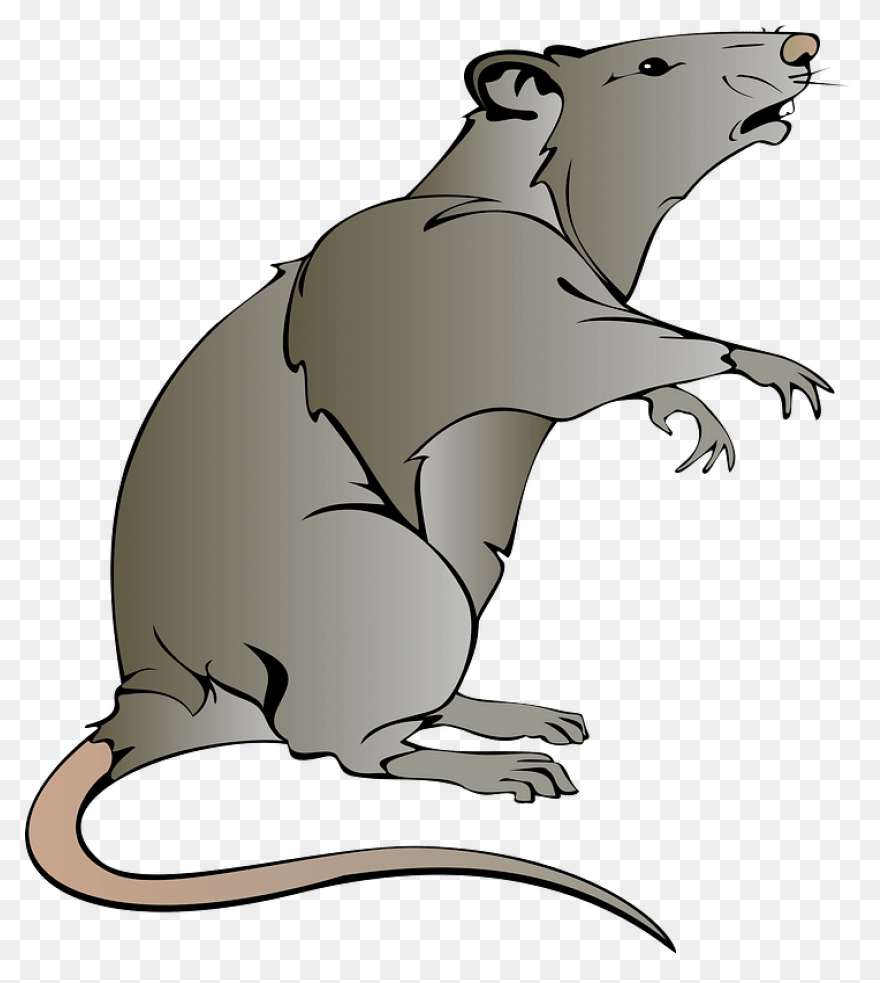 Hello Sailor (Ship Rat Intro. Page)