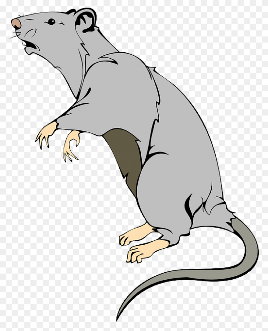Hello Sailor (Ship Rat Intro. Page)