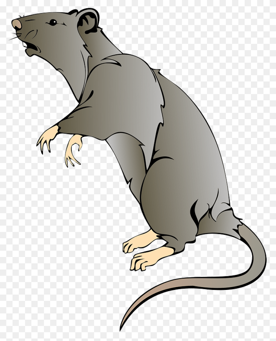 Hello Sailor (Ship Rat Intro. Page)