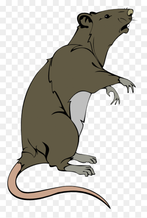 Hello Sailor (Ship Rat Intro. Page)