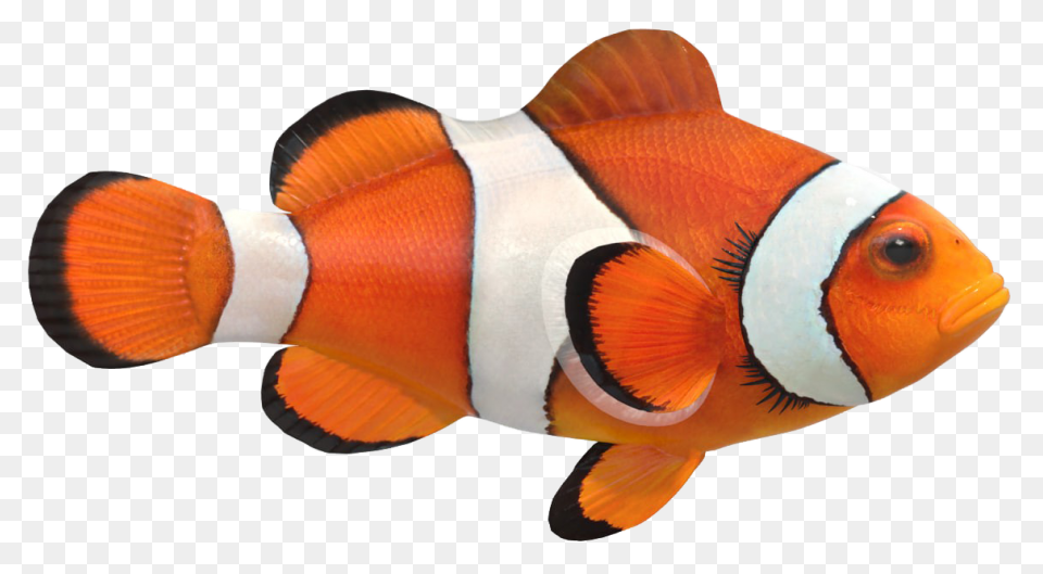 Clipart Tropical Fish - ClipartFlar