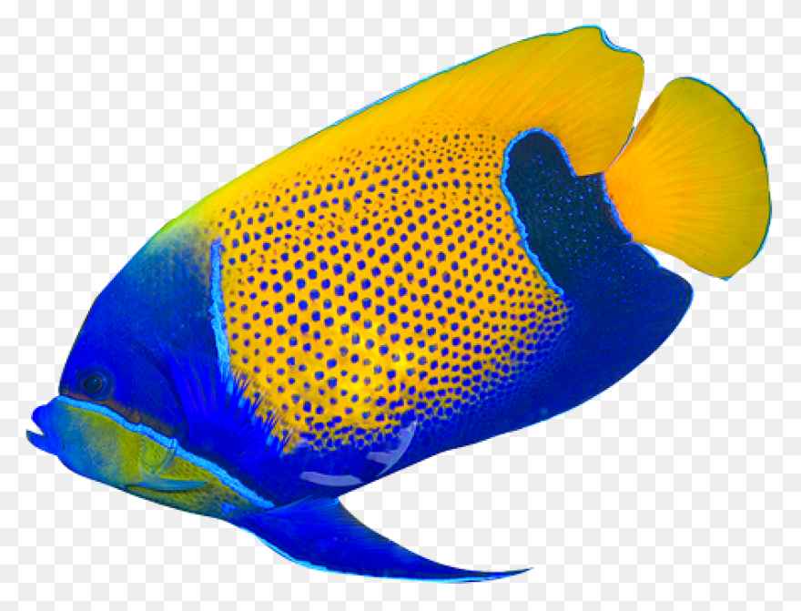 Clipart Tropical Fish - ClipartFlar