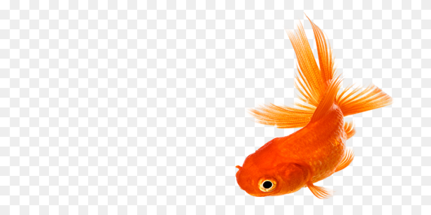 Clipart Tropical Fish - ClipartFlar