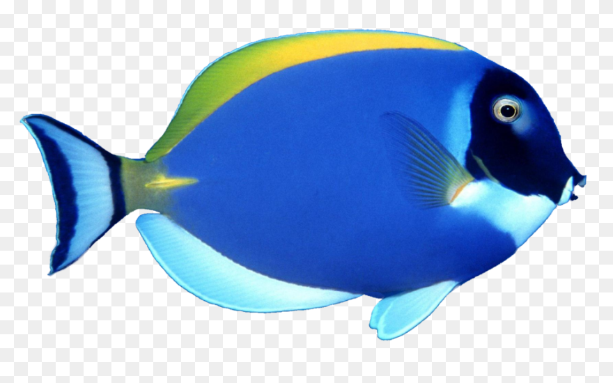 Clipart Tropical Fish - ClipartFlar
