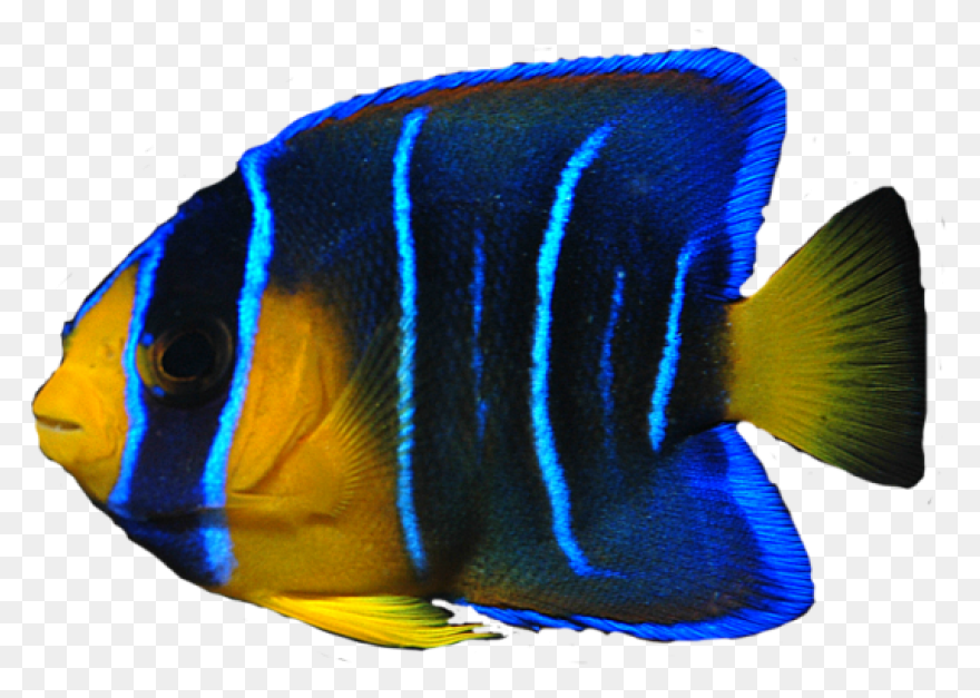 Clipart Tropical Fish - ClipartFlar