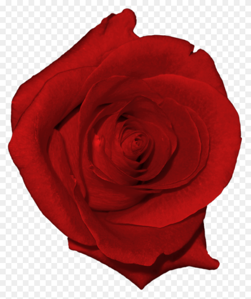 Free Cliparts Real Flowers, Downloa