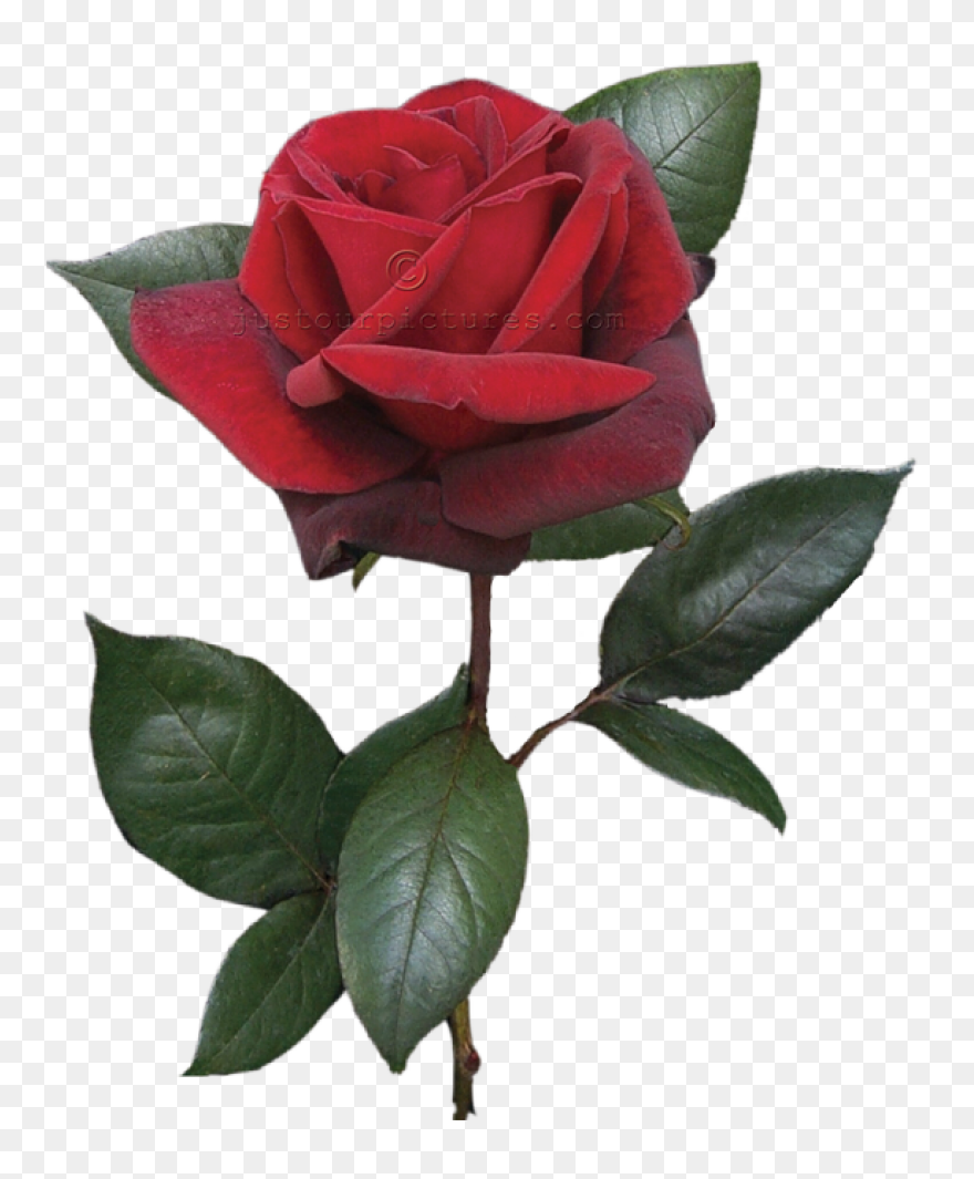Free Cliparts Real Flowers, Downloa