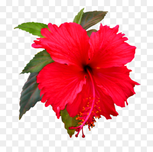 Free Cliparts Real Flowers, Downloa