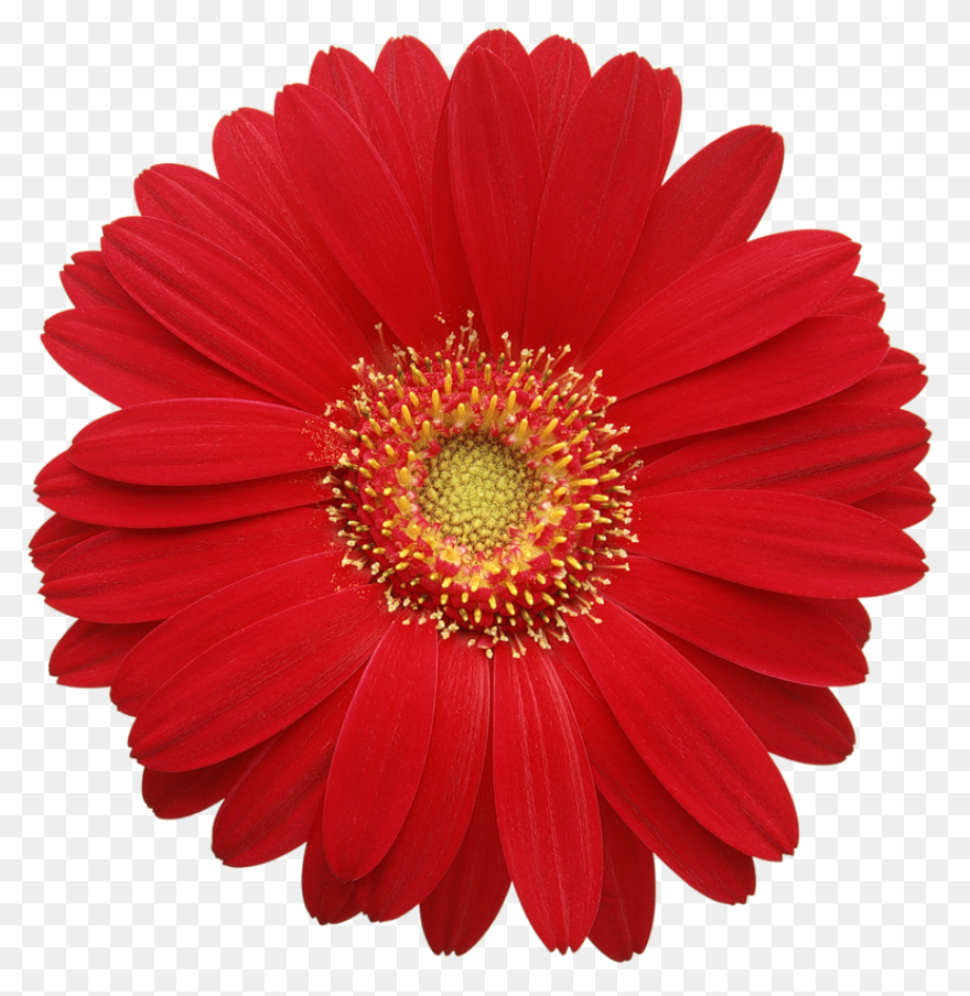 Free Cliparts Real Flowers, Downloa