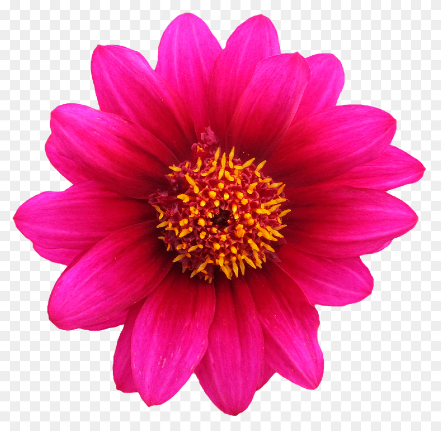 Free Cliparts Real Flowers, Downloa