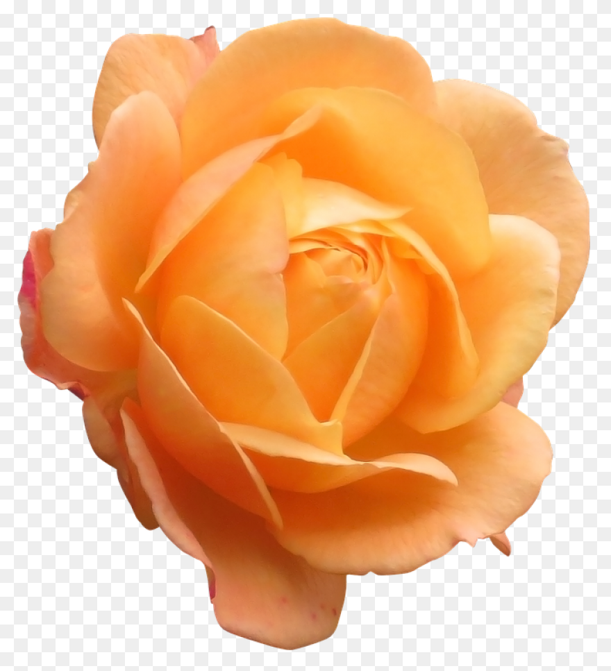 Free Cliparts Real Flowers, Downloa