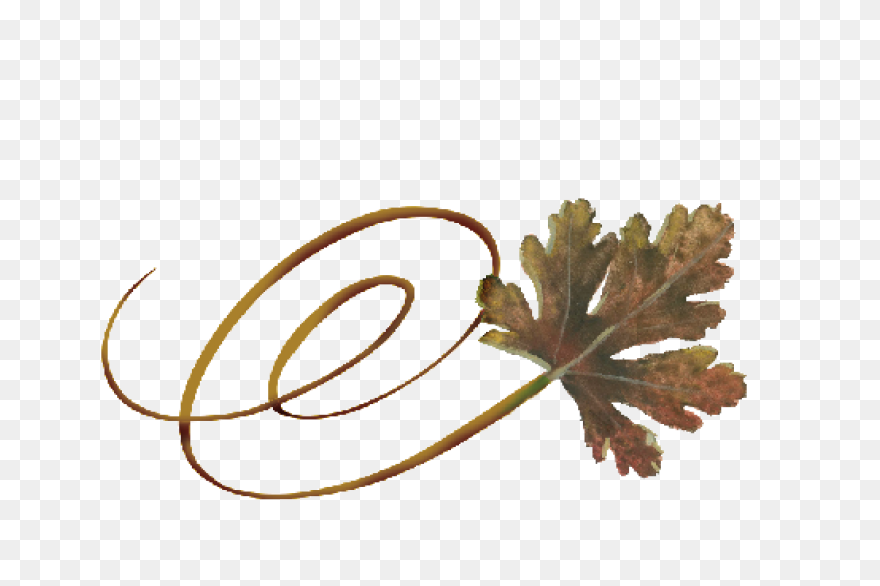 Fall Leaves For Fall Weddings - River Birch