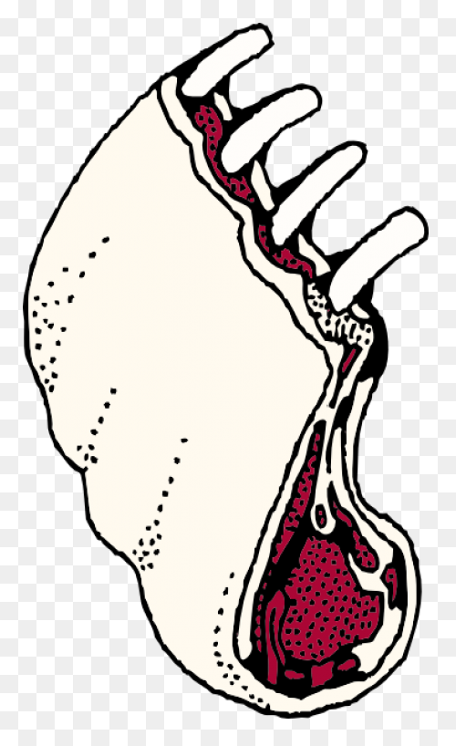 Ribs Clip Art - ClipartFlare