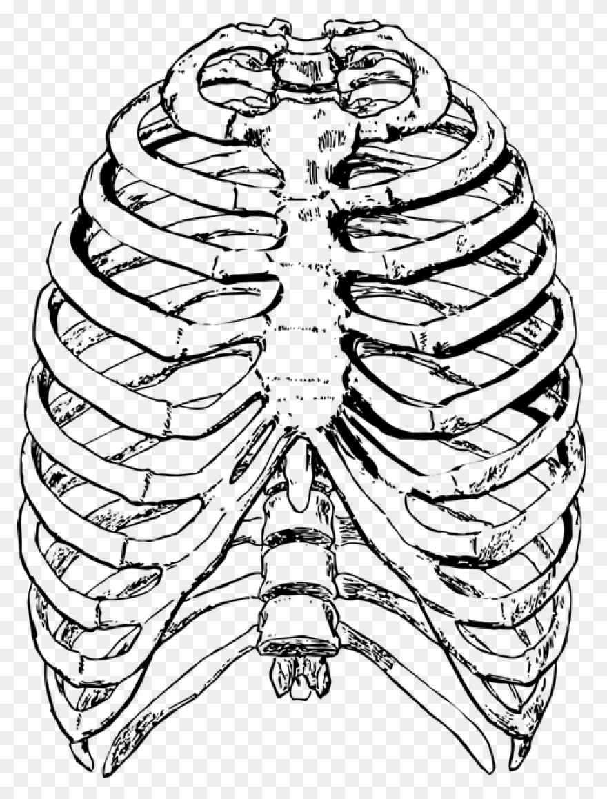 Ribs Clip Art - ClipartFlare