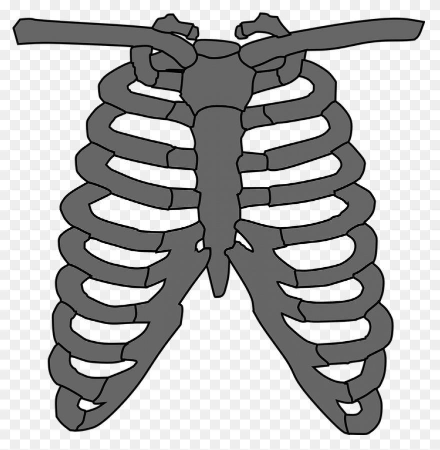 Ribs Clip Art - ClipartFlare