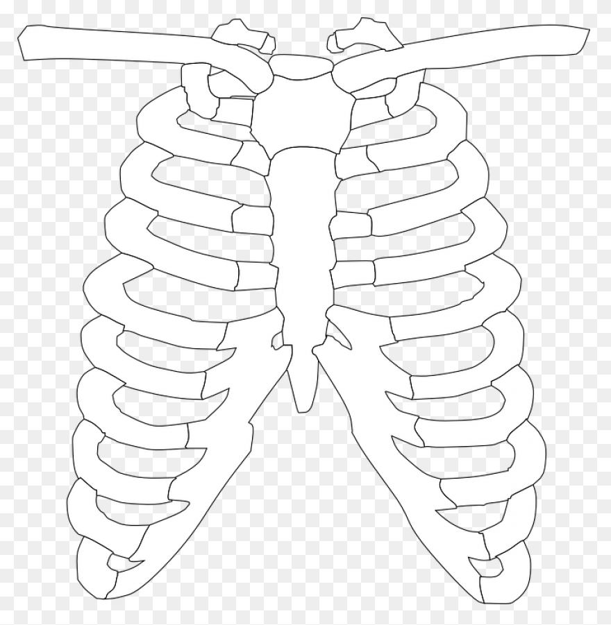 Ribs Clip Art - ClipartFlare