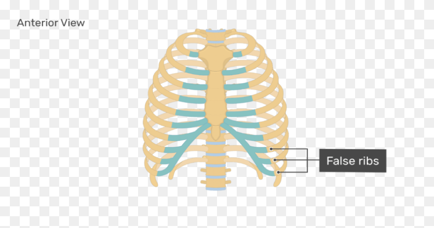 Ribs Clip Art - ClipartFlare