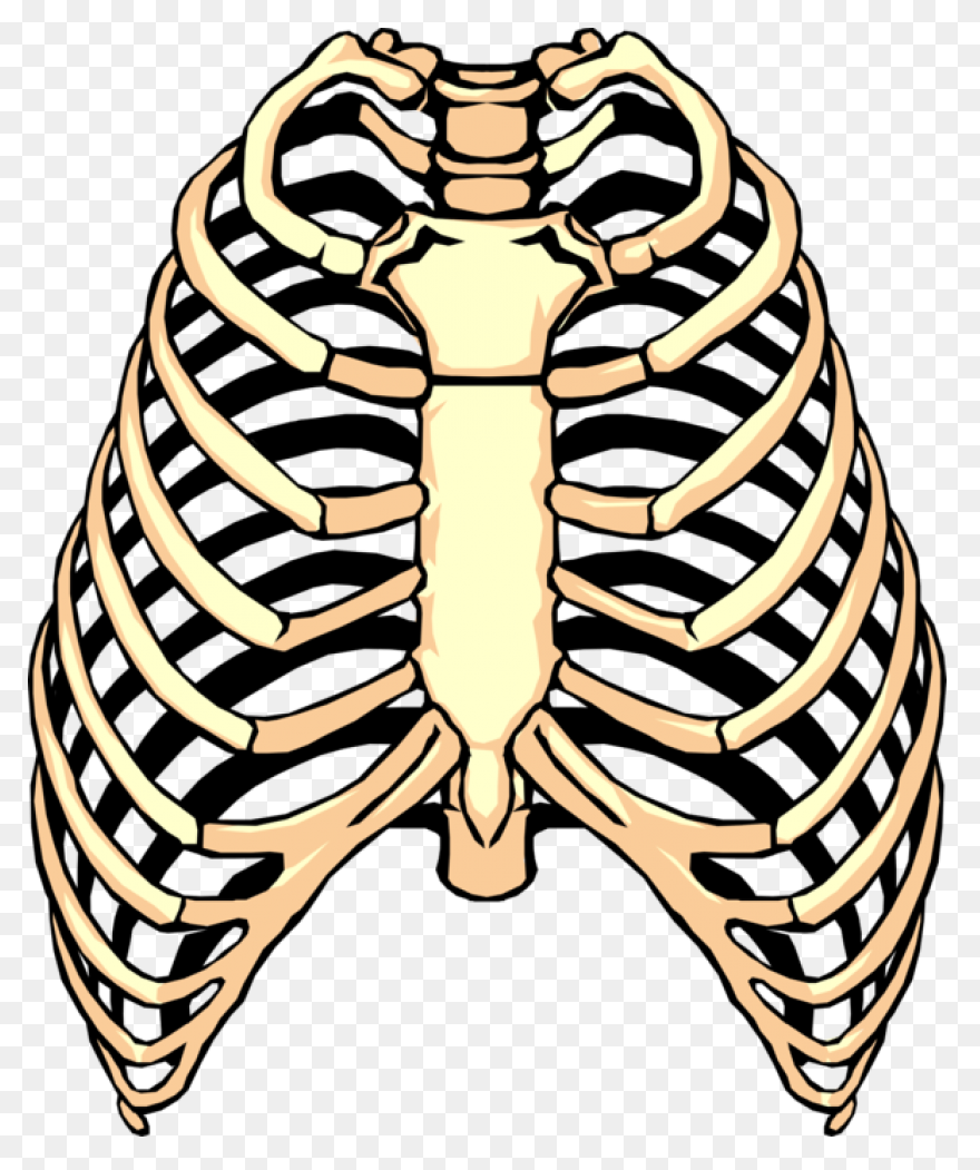 Ribs Clip Art - ClipartFlare