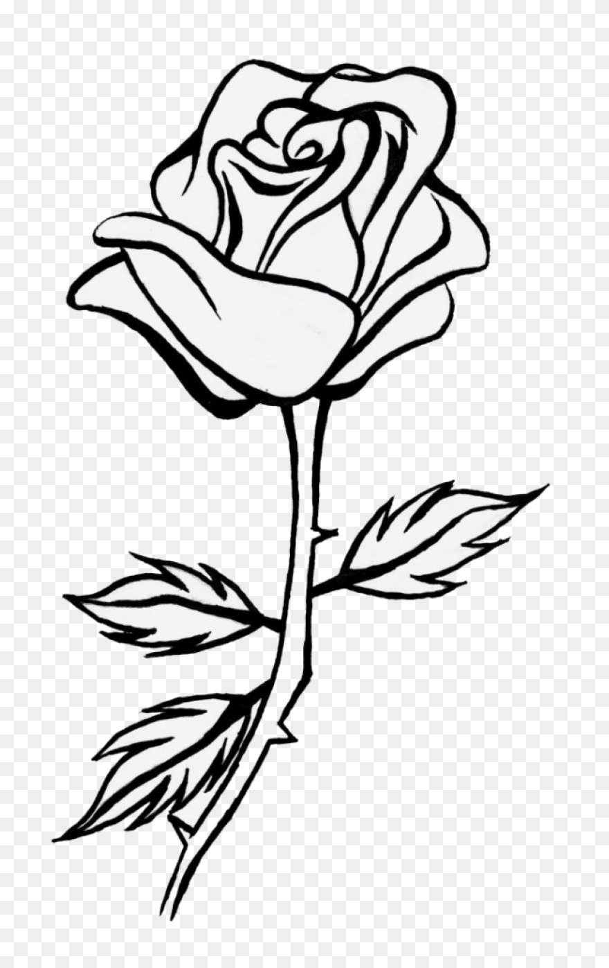 35  Simple Rose Sketch Pictures –