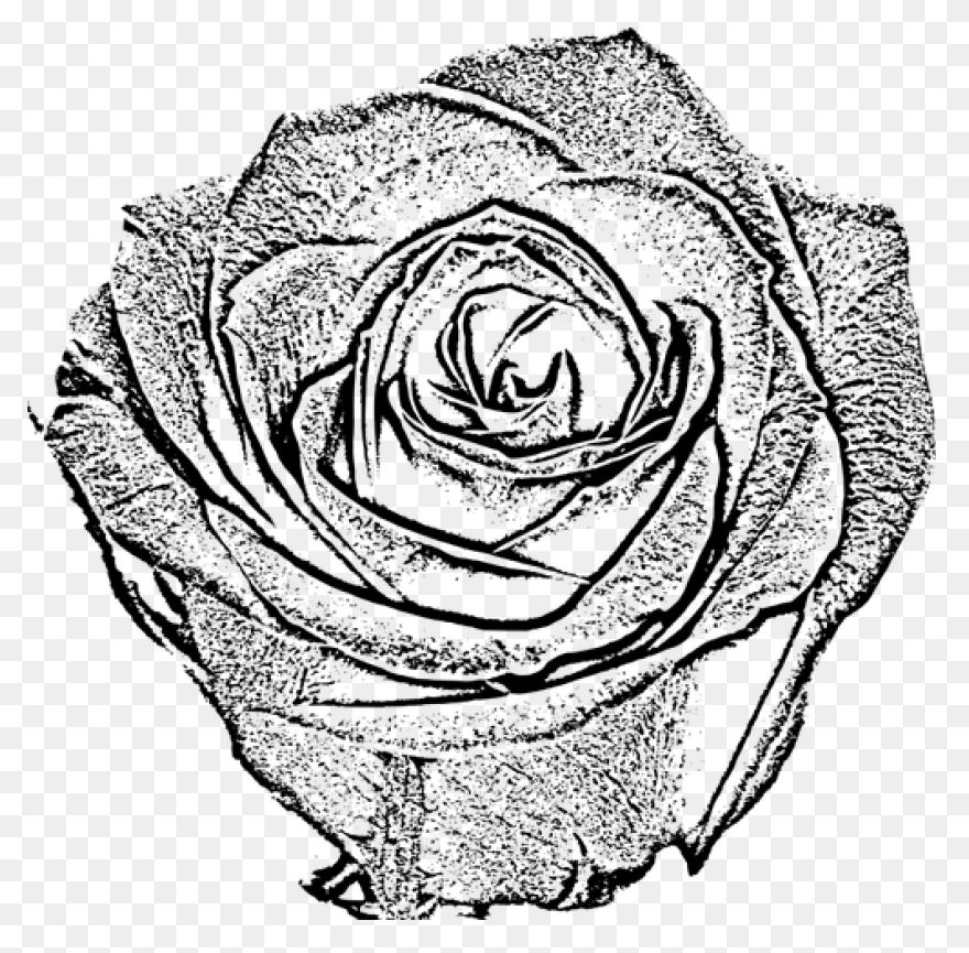 35  Simple Rose Sketch Pictures –